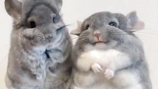 cute bunny????????????