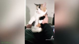 Very funny cat videos that make you laugh #9 | Cats and Dogs | Cute Cute Cat