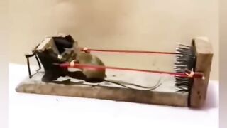 the mouse is in the trap
