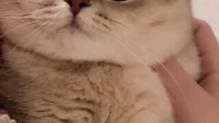 Cat is cute