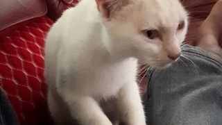 Kucing ku