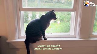 House Cat Spots Two Stray Kittens In His Backyard, And Thenâ¦ | The Dodo.