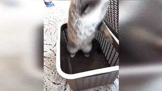 Funniest Cats And Dogs Videos????????Best Funny Animal Videos 2023
