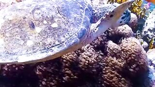 Beautiful turtle swimming into coral
