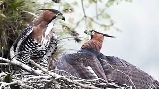 Spizaetus ornatusGavião de Penacho Ornate Hawk-Eagle
