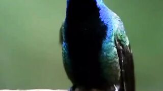 Beautiful bird in the jungle
