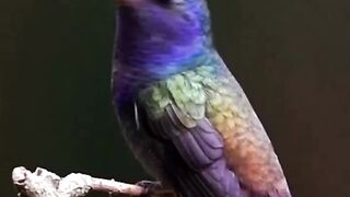 Beautiful bird