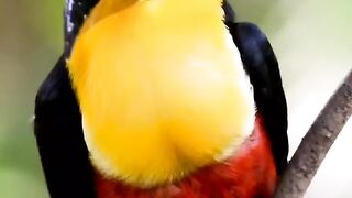 Beautiful bird