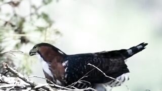 Spizaetus ornatusGavião de Penacho Ornate Hawk-Eagle