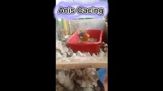 Anis Worms Chirping Mania