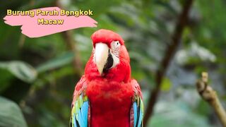 The Macau Bird