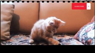 подборка смешных видео с котиками