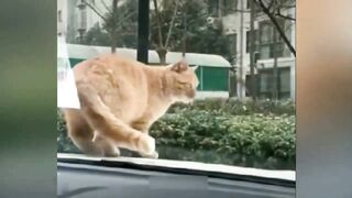Приколы с животными Смешные животные кошки и собаки 2022