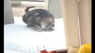 ПРИКОЛЫ С ЖИВОТНЫМИ Смешные Животные Собаки Смешные Коты Приколы