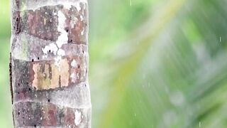 Menikmati alam Pelatuk Pipi Hitam