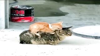 ПРИКОЛЫ С ЖИВОТНЫМИ Смешные Животные Собаки Смешные Коты Приколы