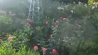 Soothing flora of the Botanical garden (roses).