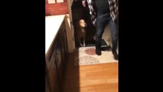 Приколы с животными Смешные животные кошки и собаки 2022