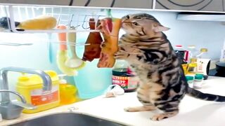 ПРИКОЛЫ С ЖИВОТНЫМИ Смешные Животные Собаки Смешные Коты