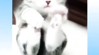 самые смешные видео,смешные видео afv,самые смешные видео,