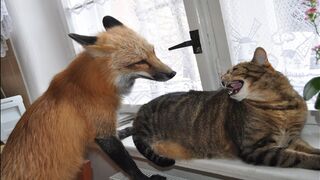 Смешные кошки и собаки ???????? | Смешные видео с животными