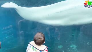смешные видео про животных, подборка супер СМЕШНЫХ ВИДЕО
