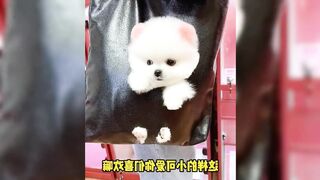 Tik Tok Chó Phốc Sóc Mini ???? Забавный и милый шпиц