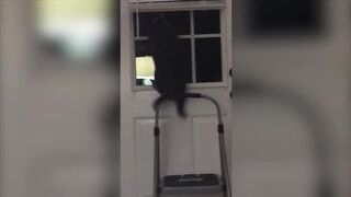 ЖИВОТНЫЕ СМОТРИТЕ ПОДБОРКУ ВИДЕО!!~???????? МИЛЫЕ СМЕШНЫЕ ВИДЕО