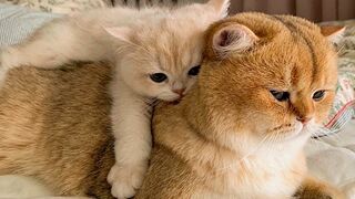 Самые смешные животные / Приколы с котами и собаками 2022