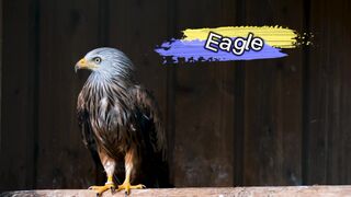 Eagle Sang Pemangsa