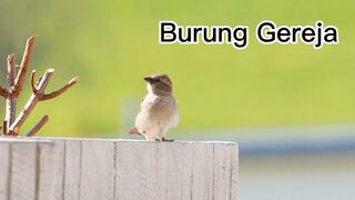 Burung Gereja