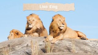 Lion King