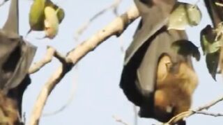 Bats Sound | Animal Familiar Sound Bats