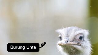 Ostrich