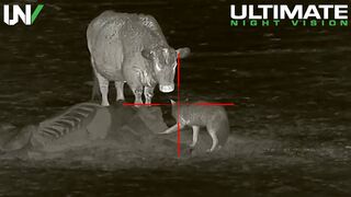 Cattle Rancher has a Big Problem | Hunting Predators with Thermal (720p)