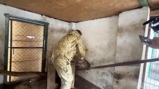 Ненормальні: орки виклали відео, як крадуть єнота з зоопарку у Херсоні