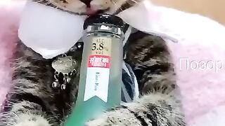 chat bolezhnik