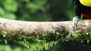 Toucan Sound Animal Familiar Sound