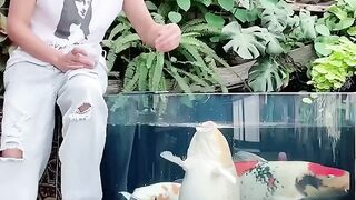 koi fish help owner get smartphone when it falls into water