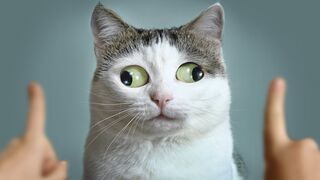 ПРИКОЛЫ С ЖИВОТНЫМИ ДО СЛЕЗ / Смешные КОТЫ 2022