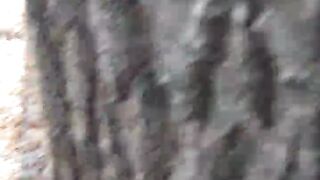 Красота ноябрского леса