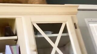 ПРИКОЛЫ С ЖИВОТНЫМИ / Смешные коты / Собаки / Смешные животные 220