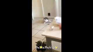 ???? Упс, это не мы! ???? Подборка смешных котов и котят для хорошего настроения! ????
