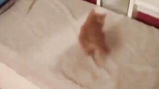 Funny cats video