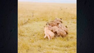 Lion pride comes to the aid of a lioness being attacked by a hyena pack