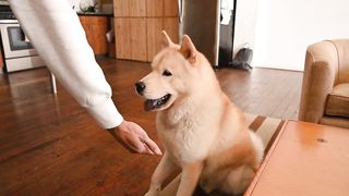 Anjing lucu