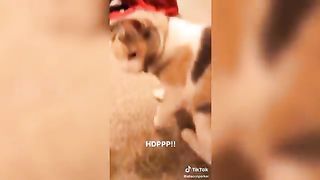 Funny Cats React to Catnip 2021 TikTok Compilation ???? | Cat 2021 | JoysPets