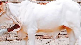 new cow beautiful | cow in Pakistan | qurbani ke janwar 2023|