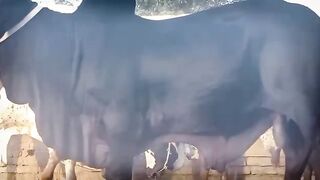 cow video beautiful | cow in Pakistan | qurbani ke janwar 2023| 6