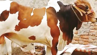 cow video beautiful | cow in Pakistan | qurbani ke janwar 2023| 4